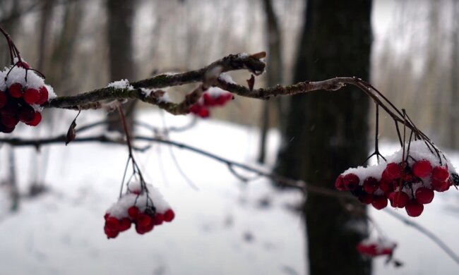 Природа. Фото: YouTube, скрін