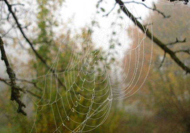 Павутинка на гілці в лісі. Фото: скріншот Instagram