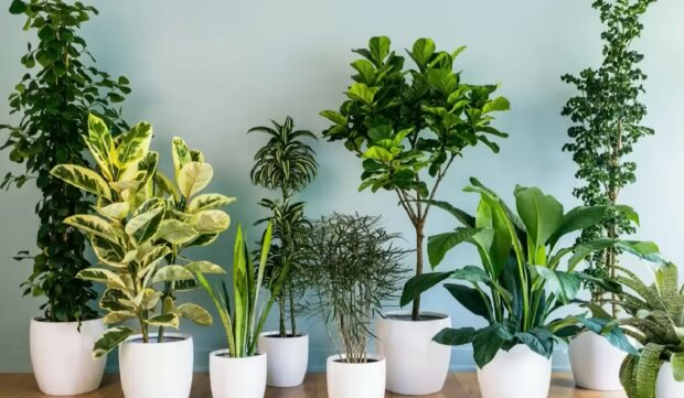 Кімнатні рослини. Фото: YouTube