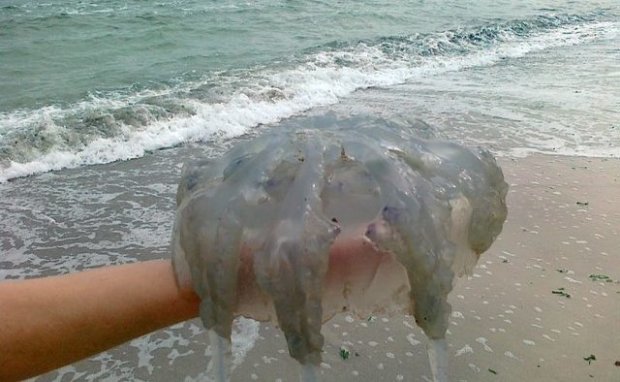 Громадные жалящие медузы атакуют отдыхающих на пляжах Азовского моря. Видео