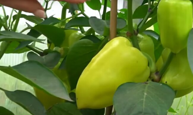 Врожай болгарського перцю, фото: youtube.com