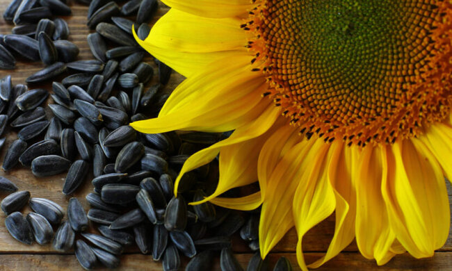 Семечки — вкусно и крайне опасно: под ударом почки, нервная система, нормальный вес
