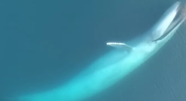 Синий кит. Фото: youtube.com