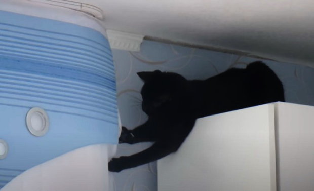 Сеть потешается над "котом-помощником". мастерски обрывающем шторы. Фото: скриншот YouTube