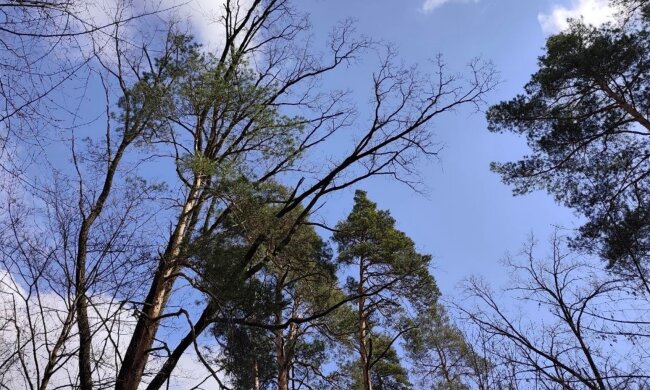 Сильный ветер и холод до +6: 24 апреля заставит одеть куртки - прогноз от синоптика Наталки Диденко