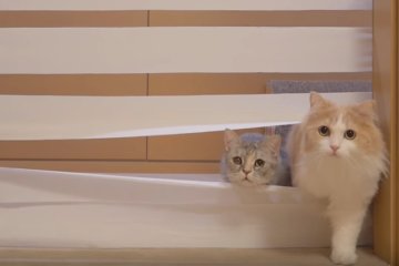 Xiaomi выпустила игрушку для котов