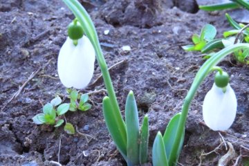 Подснежники, фото: Херсон Онлайн