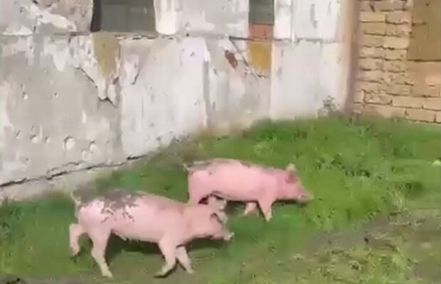 Свині. Фото: скріншот Telegram-відео