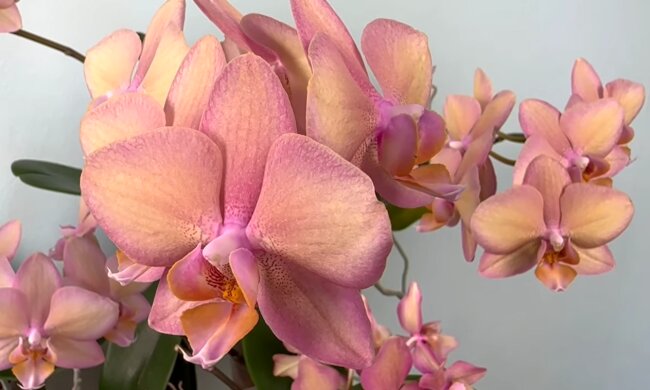 Орхидея. Фото: YouTube