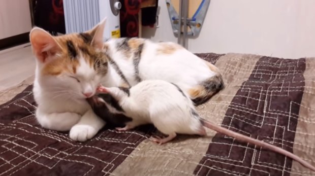Пользователей Сети позабавило милое видео с кошкой и крысой. Фото: скриншот Youtube