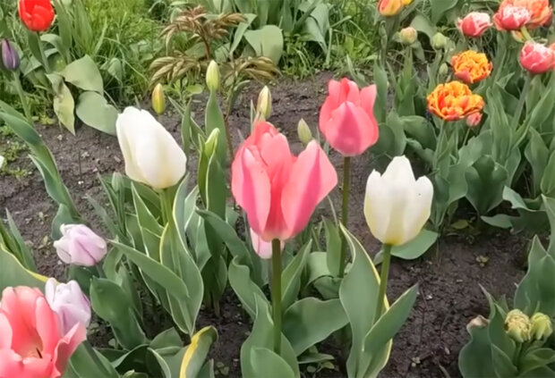 Тюльпаны. Фото: youtube.com