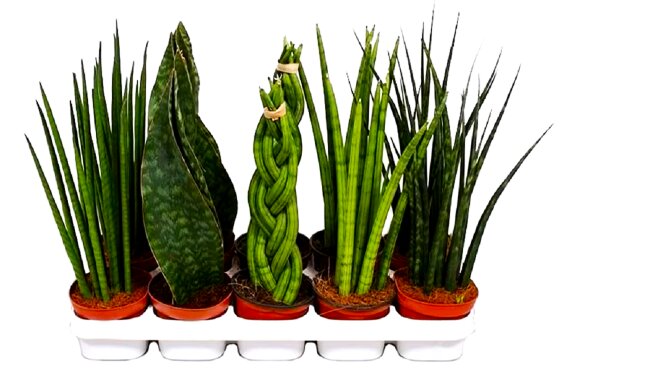 Комнатные растения. Фото: YouTube