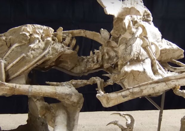 Останки древнего животного. Фото: скриншот YouTube