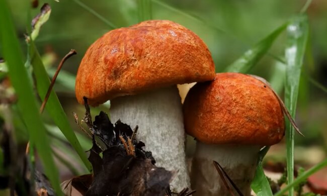 Грибы. Фото: YouTube