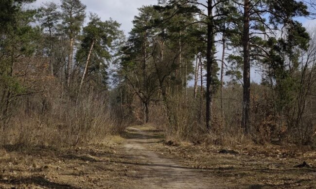 Весна. Погода. Фото Стіни