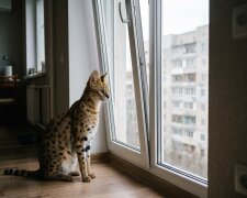 сервал африканський кіт