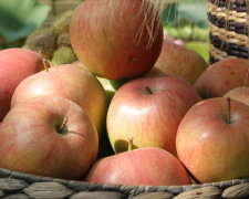В Украине резко сократится урожай яблок и других фруктов