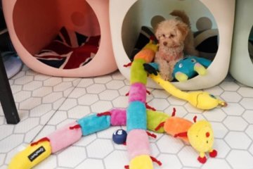 В мире существуют детские сады для питомцев, фото: скриншот с noi.md