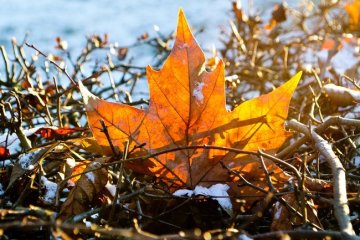 Дмитриев день