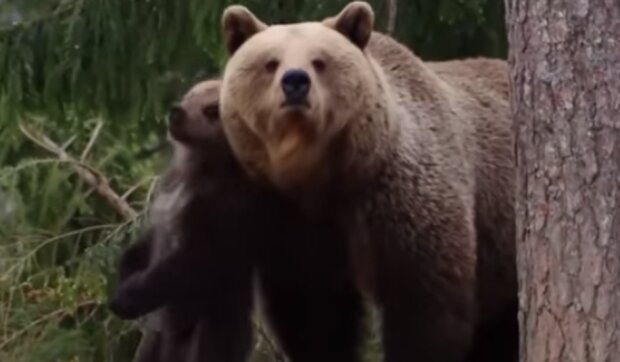 Медведица с детенышем. Фото: скриншот Youtube-видео