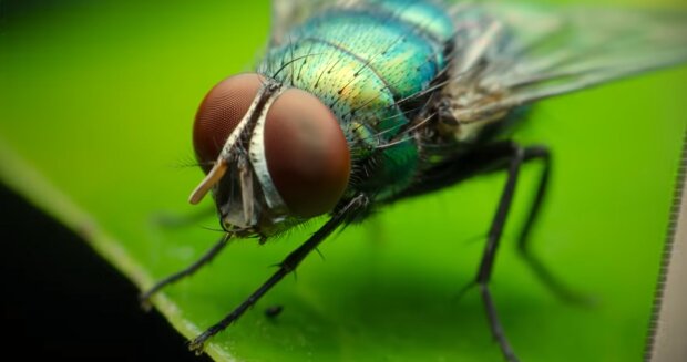 Размножение мух: интересные факты