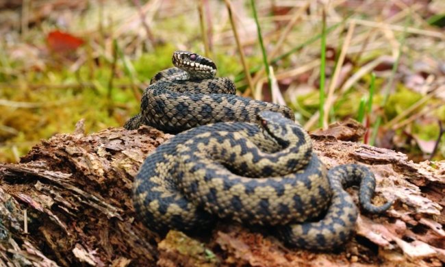 На Львовщине люди боятся далеко отходить от дома. На них нападают змеи