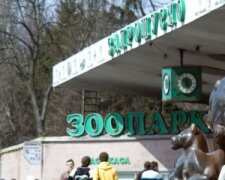 Люди как с цепи сорвались: в Киеве открыли зоопарк – километровые очереди и никакой дистанции. Фото, видео