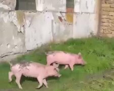 Свині. Фото: скріншот Telegram-відео