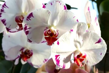 Орхидея. Фото: YouTube