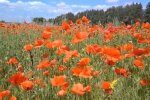 Мак. Фото: скриншот YouTube-видео