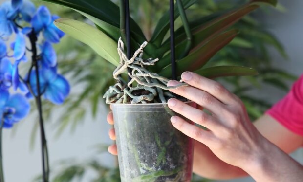 Воздушные корни орхидеи, и что с ними делать