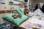 левантійська гадюка лікарня реанімація