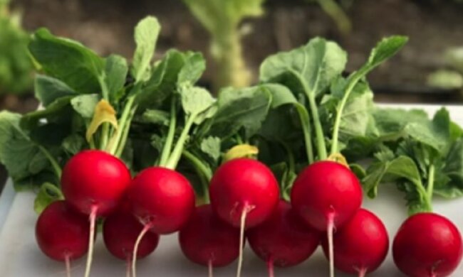 Редис. Фото: скриншот Youtube-відео
