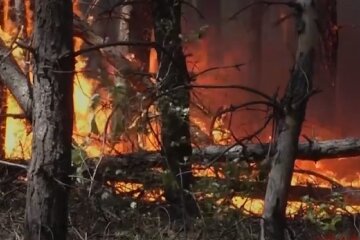 Лісова пожежа. Фото: YouTube, скрін