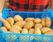 Картошка. Фото: YouTube