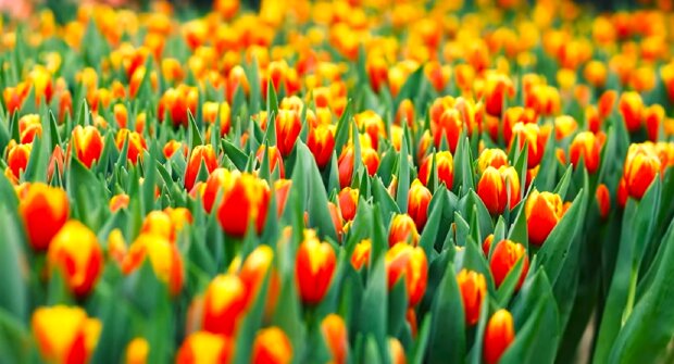 Тюльпаны. Фото: YouTube