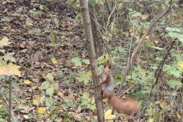 До +18 и немного дождей: синоптик Диденко предупредила о погоде на завтра