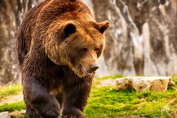 Медведь. Фото: youtube