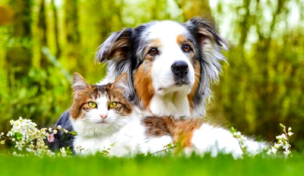 Собака и кот. Фото: YouTube