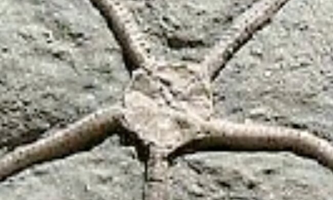 Древняя морская звезда. Фото: скриншот YouTube
