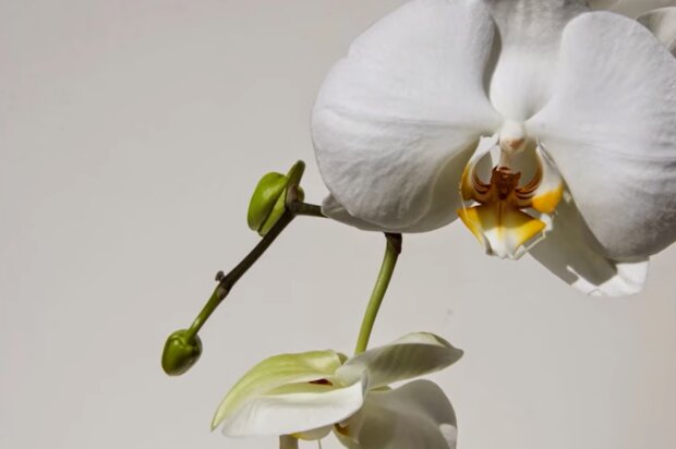 Причины, почему у орхидеи опадают цветы и что делать