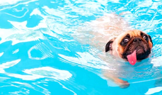 Собака, басейн, купання. Фото: YouTube