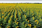 Земли Украины. Фото: скриншот Youtube-видео