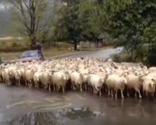 Стадо овец. Фото: скриншот YouTube