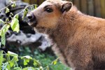 Зубрёнок Юкка родилась в Киевском зоопарке