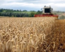 США рассчитывают на хороший урожай украинского зерна