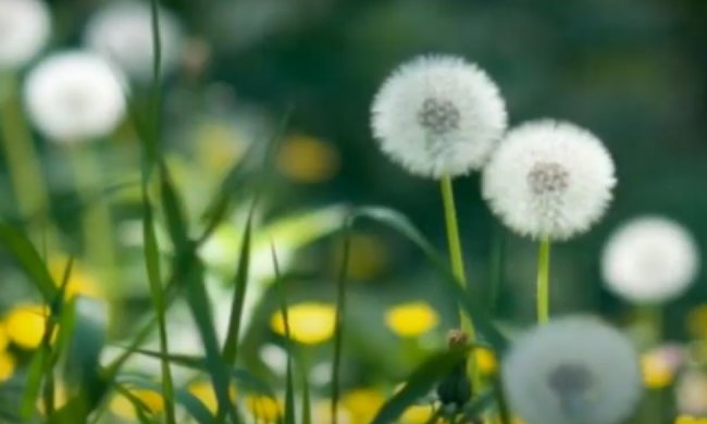 Впереди теплые дни. фото: скриншот YouTube