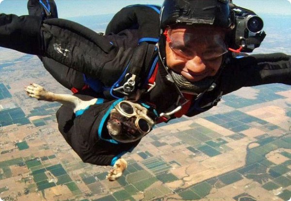 Собака случайно совершила полет с парашютом, став героем сети. Видео