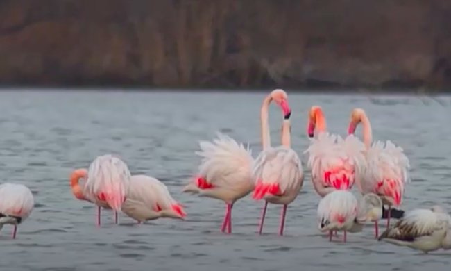 Фламинго. Фото: скриншот YouTube