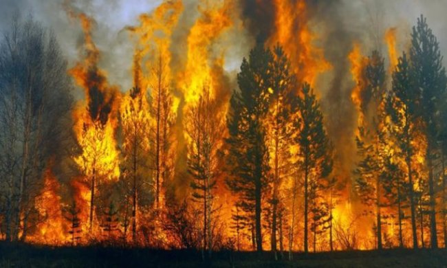 Россия в огне: в Красноярске пылает 270 тысяч гектар тайги – сайт